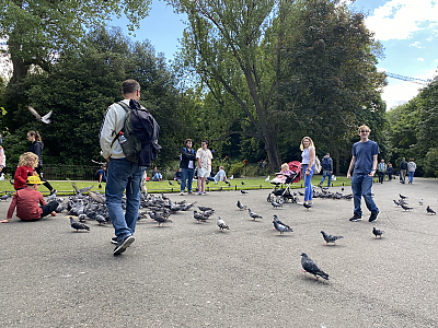 Ryan and the Pigeons St. Stephen's Green
