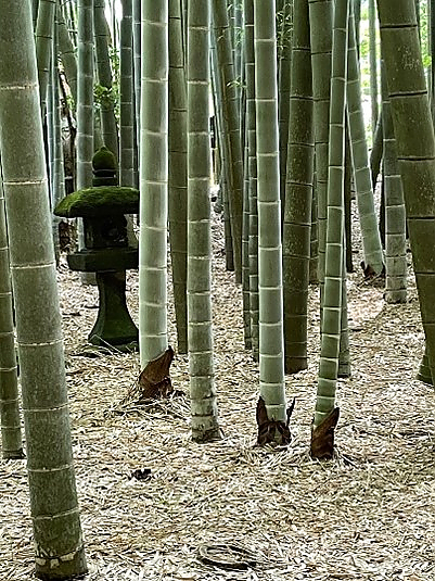 Forest of bamboo trees with lantern in Japanese garden