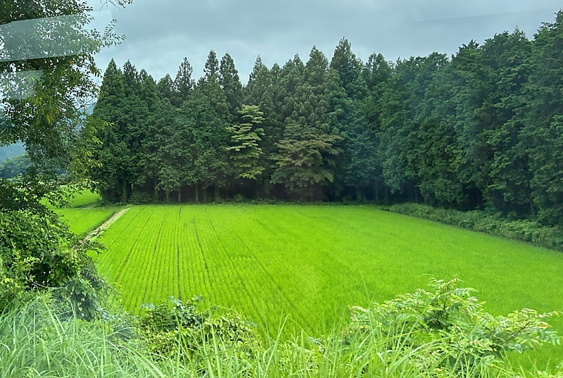 Open green field with tall trees behind
