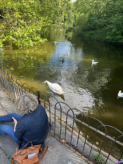 Sara and the Swan