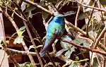 A hummingbird seen at the Monteverde Reserve in Costa Rica, during the January Study Abroad trip. 
