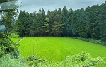Open green field with tall trees behind 
